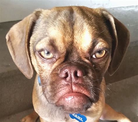 15 Dogs With Facial Expressions That Look So Human, It’s Hilarious