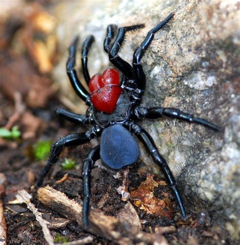 The Red-Headed Mouse Spider (Missulena occatoria) is found almost everywhere in Southern ...