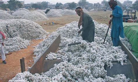 Cotton production estimated at 9.451m bales - Business - DAWN.COM