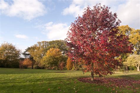 12 Fast-Growing Shade Trees for 2022 - Arbor Day Blog