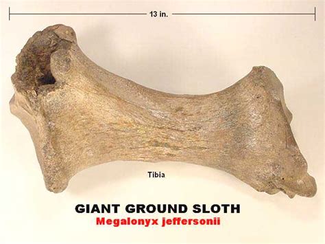 giant ground sloth fossil