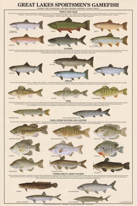 Great Lakes Sportsmen's Game Fish Poster | Fish art, Fish chart ...