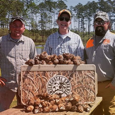 Quail Hunts In South Alabama : Intercoastal Safaris