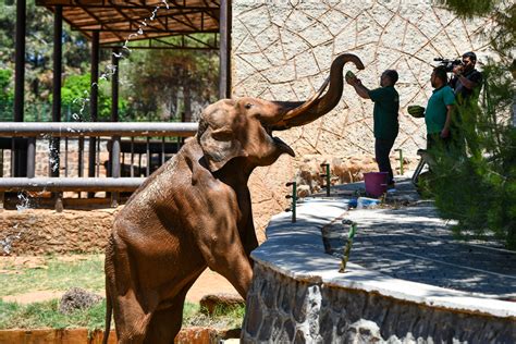 Turkey's Gaziantep zoo animals cool off with special cocktails | Daily ...