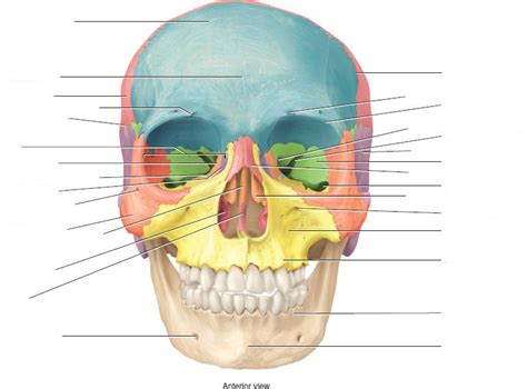 SKULL, Cranial and facial bones and their landmarks Diagram | Quizlet