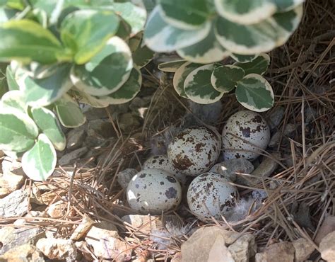 Gambel’s quail eggs. Scottsdale, Arizona. Callipepla gambe… | Flickr