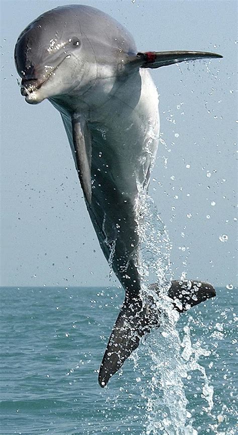 dolphin, jumping, leaping, swimming, leap, jump, mammal, nature, marine, ocean, sea | Pikist