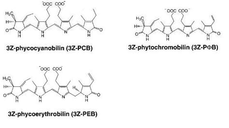 Aromatic Bacteria : Chiba 2006 - 2006.igem.org