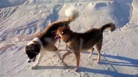 Caucasian Ovcharka vs Wolf Hybrid Playing - 8 months old 1080p - YouTube