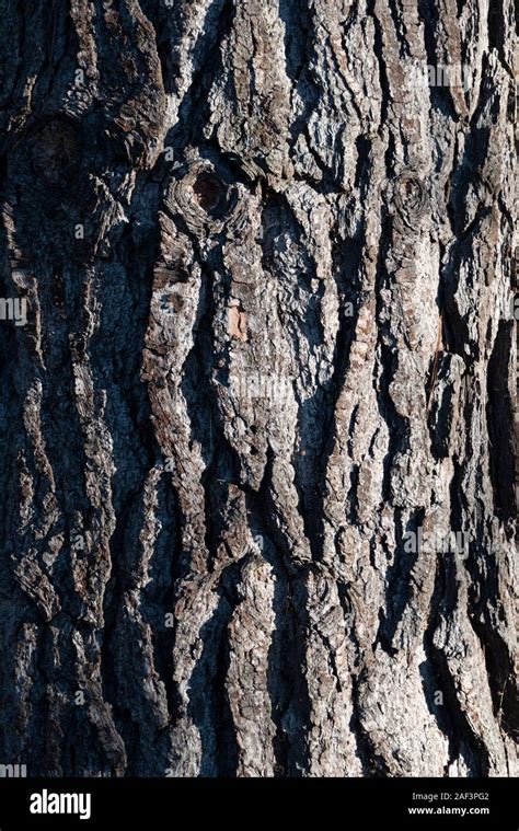 Monterey pine bark hi-res stock photography and images - Alamy