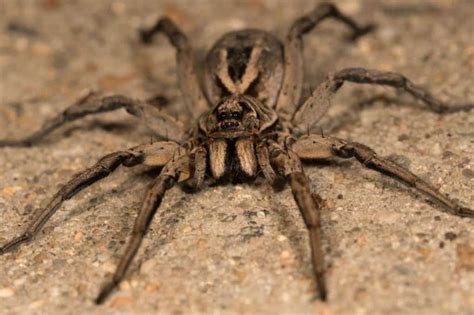 7 Of The World's Most Poisonous Spiders And Where You Can Find Them ...