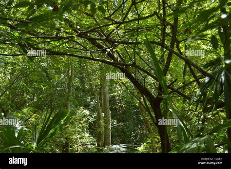 Selva tropical de venezuela fotografías e imágenes de alta resolución ...