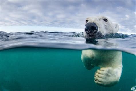 Climate change is 'single biggest threat' to polar bear survival | Focusing on Wildlife