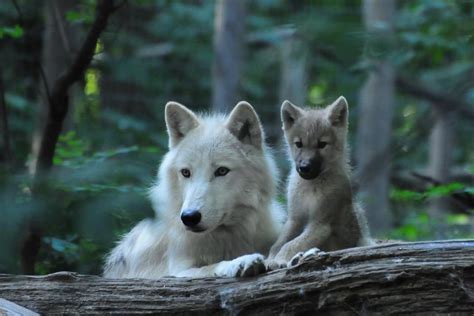 Pin by Maggic Wolf on WOLVES | Wolf love, Wolf pup, Animals wild