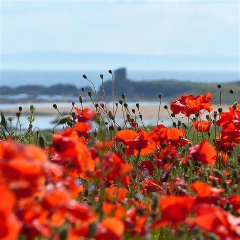 Poppies in the East Neuk #eastneuk #elie Fife Coastal Path, Fishing ...