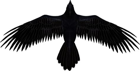 transparent background flying crow png - Clip Art Library