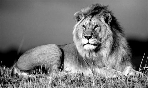 Lion Black And White Desktop Wallpaper 07962 - Baltana