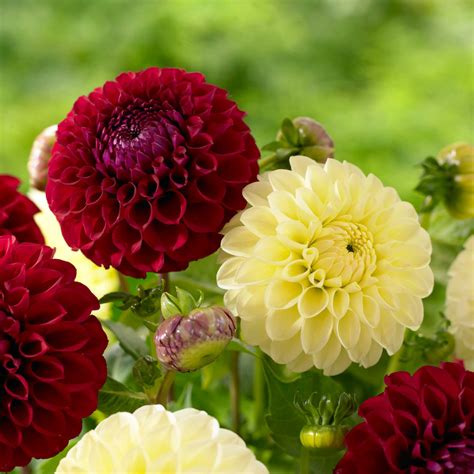 Know Your Dahlias: Flower Styles and Sizes - Longfield Gardens | Dahlia flower, Bulb flowers ...