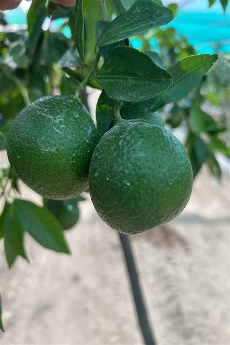 Dekopon Citrus Tree - Fruiting - Outdoor Plants | Plantshop.me