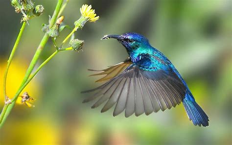 🔥 Free Download Hummingbird Hd Wallpaper Hummingbirds Image by ...