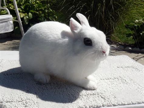 Dwarf Hotot Rabbits | USA Rabbit Breeders | Rabbit breeds, Dwarf hotot ...