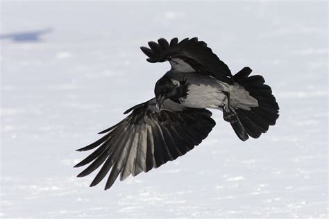 Hooded crow, photo files, #1355595 - FreeImages.com