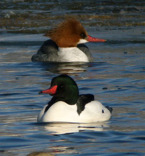 common merganser - Duck Struck