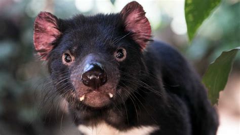 Where to see Tassie Devils (and other native animals) in Tasmania - Tassie Devil Abroad