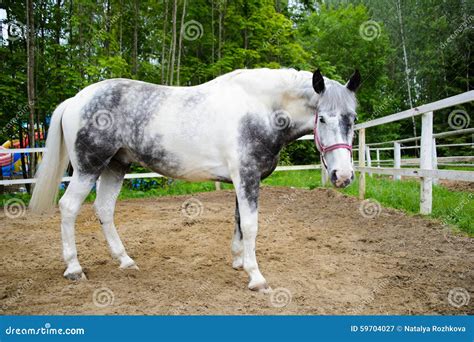 White Horse in Dapple Grey Thoroughbred Racing. Stock Image - Image of grey, equestrian: 59704027