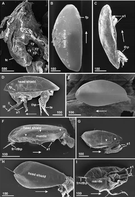 Cypris larvae of Acrothoracica, SEM, general morphology: (A–D,... | Download Scientific Diagram