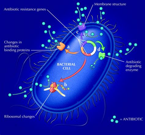 Antimicrobial resistance in Canada | CMAJ