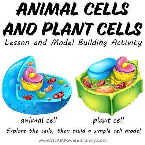 Build a Cell Model and Lesson for Students