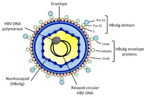 Hepatitis B Virus Surface Antigen Mutants - Creative Diagnostics