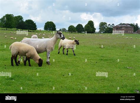 National Trust Wales Stock Photo - Alamy