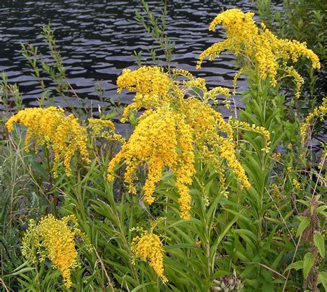 Late guldenroede - Solidago gigantea Ait. - Herbarium