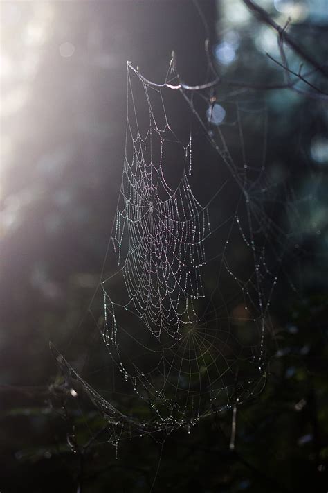 Spider web, drops, dew, macro, HD phone wallpaper | Peakpx