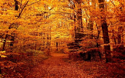 Download Forest Leaf Path Nature Fall HD Wallpaper