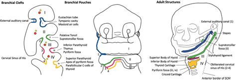 Branchial Cleft Cysts - Dr. Ruth - Otolaryngology