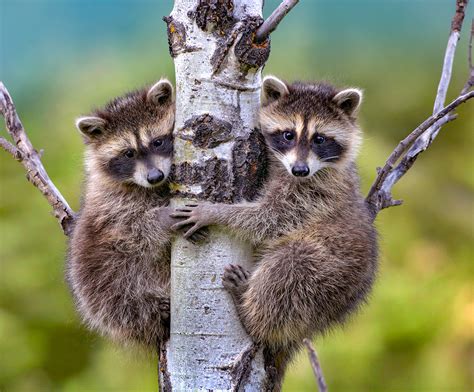 Common Raccoons | Arizona Highways