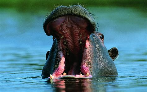 Hippo wallpapers HD for desktop backgrounds