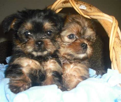 Snorkie (Schnauzer-Yorkie mix) Info, Temperament, Puppies, Pictures