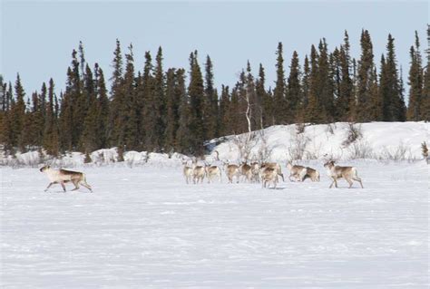 Caribou Migration Linked to Climate Cycles and Insect Pests (U.S ...