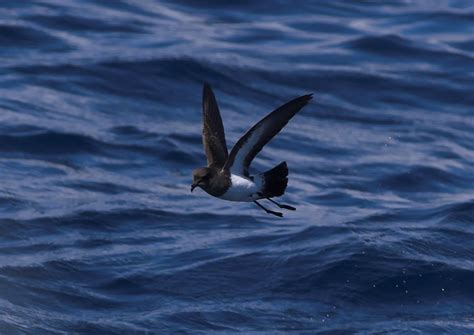 Storm Petrel | Facts, pictures & more about Storm Petrel