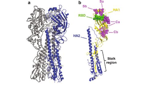 A structural view of the H1 hemagglutinin from A/PR8/34 (H1N1). a... | Download Scientific Diagram