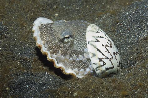 Veined octopus - Stock Image - Z505/0190 - Science Photo Library