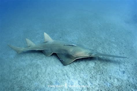 Smalltooth Sawfish - Pristis pectinata