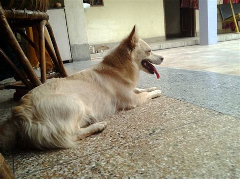 Bakharwal Dog : History, Temperament, Care, Training, Feeding & Pictures