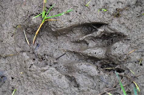 Beaver Tracks: Identification Guide for Snow, Mud, and More - A-Z Animals