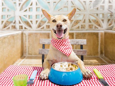 Dog eating - Savory Prime Pet Treats