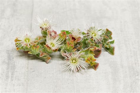 Crystal Iceplant - Edible Garnishes